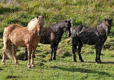 Iceland Ponies Jigsaw