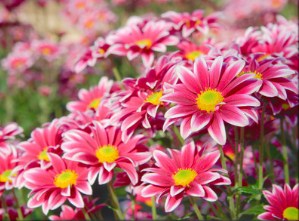 Bright Pink Flowers Jigsaw Puzzle