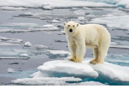 Polar Bear On Ice Jigsaw Puzzle