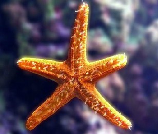 Star Fish