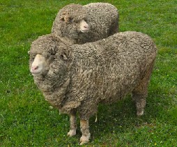 Two Sheep