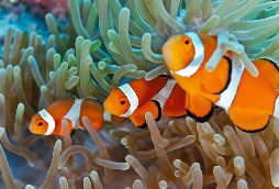 Clownfish Jigsaw Puzzle