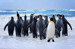 King Penguins Jigsaw Puzzle