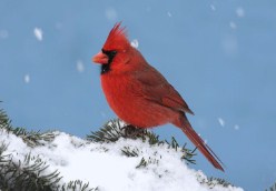 Cardinal Jigsaw Puzzle