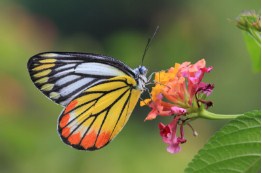 Colorful Butterfly Jigsaw Puzzle