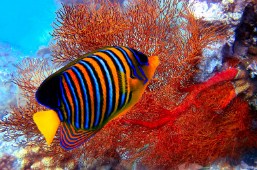 Royal Angelfish Jigsaw Puzzle