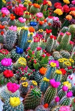 Cactus Blossoms