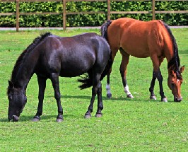 Two Horses