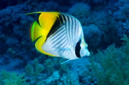 Butterflyfish