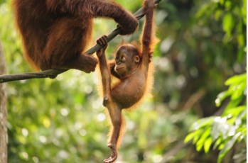 Baby Orangutan ing Jigsaw Puzzle