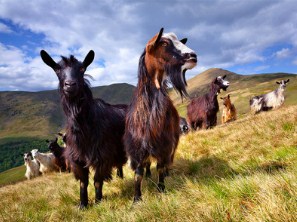 Curious Goats Jigsaw Puzzle