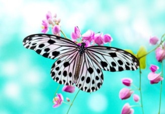 Rice Paper Butterfly Jigsaw Puzzle