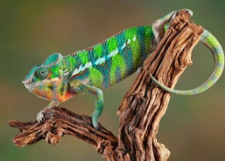 Chameleon Jigsaw Puzzle