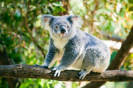 Koala Bear Jigsaw Puzzle