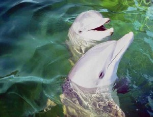 Dolphins Jigsaw
