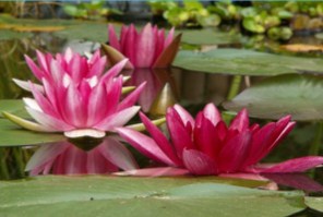 Aquatic Plants Jigsaw