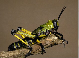 Grasshopper Jigsaw