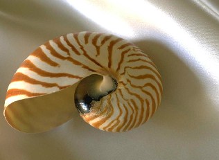 Sea Shell Jigsaw