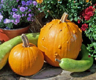 Pumpkin Garden