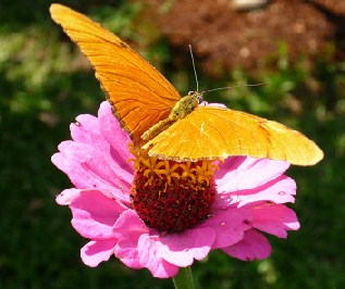 Orange Butterfly