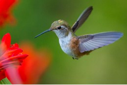 Hummingbird Jigsaw Puzzle