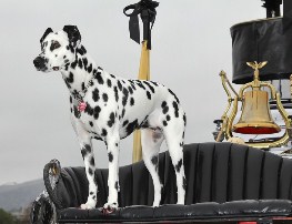 Dalmation