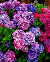 Multi Color Hydrangeas