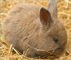 Cute Bunny Jigsaw