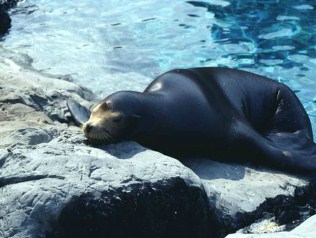 Sea Lion Jigsaw