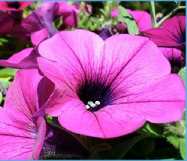 Petunias Jigsaw