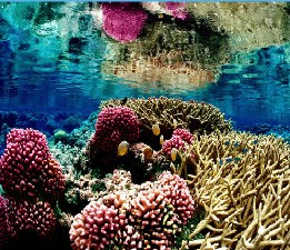 Coral Reef Jigsaw