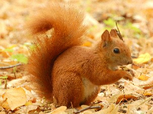 Squirrel Jigsaw 2