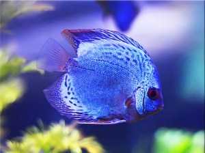 Blue Discus Jigsaw Puzzle