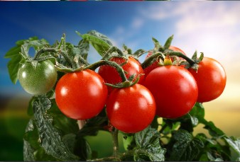 Tomatoes Puzzle Jigsaw