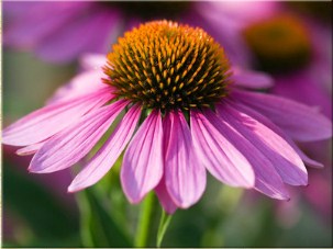 Purple Coneflower Jigsaw Puzzle