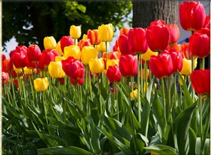 Colorful Spring Tulips Jigsaw Puzzle