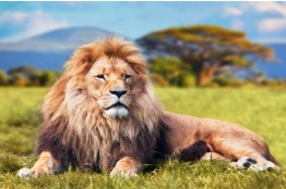 Big Lion Jigsaw Puzzle