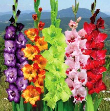 Gladiolus Jigsaw Puzzle