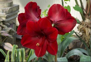 Amaryllis