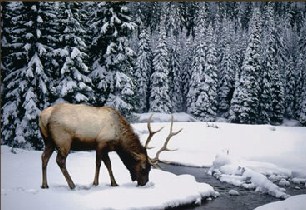 Winter Stag Jigsaw Puzzle