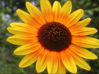 Jigsaw Sunflowers