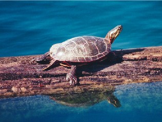 Turtle Jigsaw