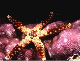 Sea Star Jigsaw