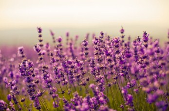 Purple Lavender Flowers