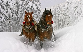 Beautiful Horses