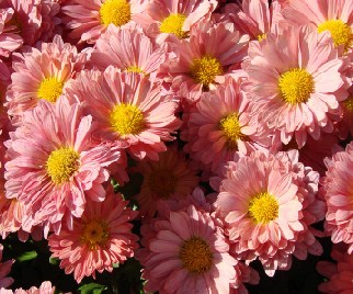 Pink Daisies