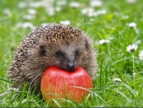 Autumn Hedgehog