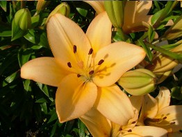 Lilies Flowers Jigsaw