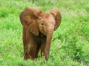 Baby Elephant Jigsaw Puzzle