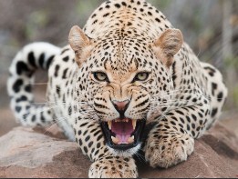 Ferocious Snow Leopard